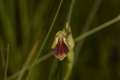 Calochilus caesius