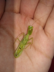 Photiomantis