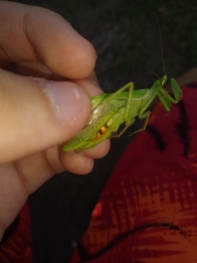 Photiomantis