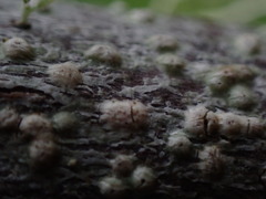 Pertusaria leioplaca