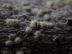 Pertusaria leioplaca