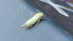 Zyginella pulchra