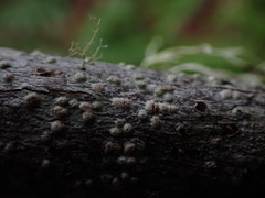 Pertusaria leioplaca