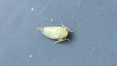 Zyginella pulchra