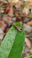 Poecilometis strigatus