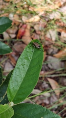 Poecilometis strigatus