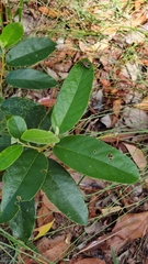 Poecilometis strigatus