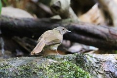 Rubigula erythropthalmos
