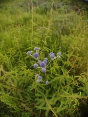 Eryngium junceum