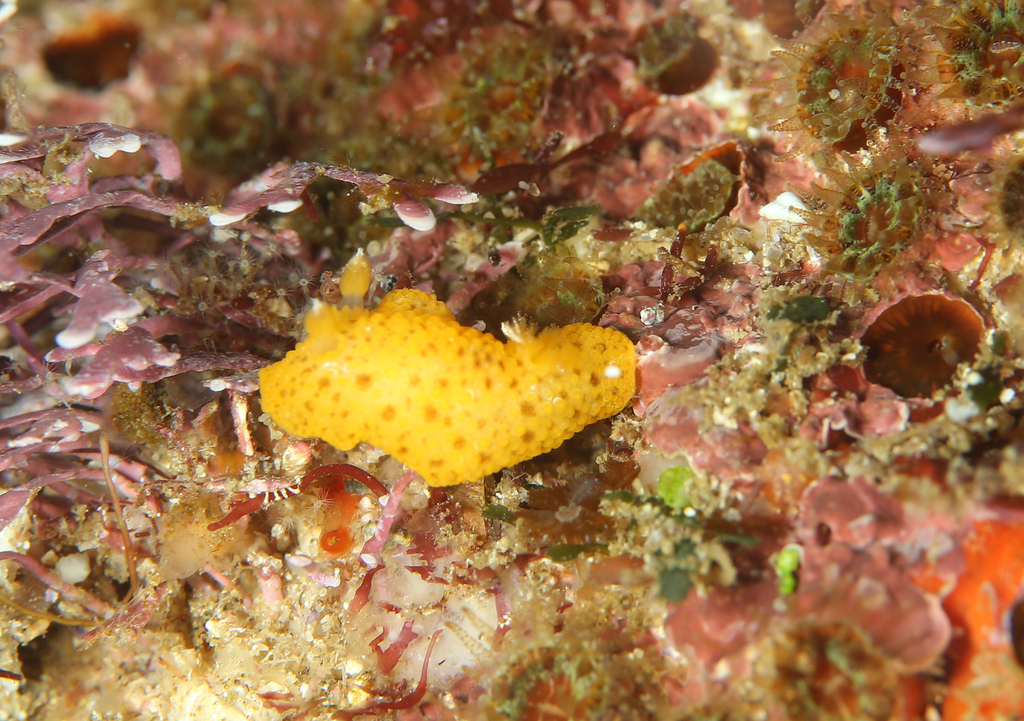 Carminodoris from Coffs Harbour - Pt A, AU-NS, AU on January 29, 2022 ...