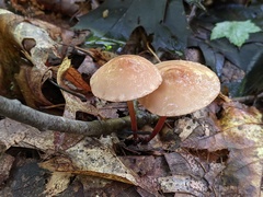 Marasmius cohaerens lachnophyllus