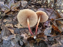 Marasmius cohaerens lachnophyllus