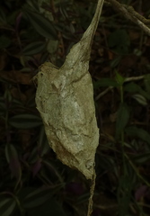 Rothschildia speculifer