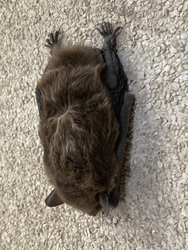 Mouse-like Serotine