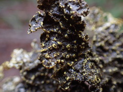 Pseudocyphellaria citrina