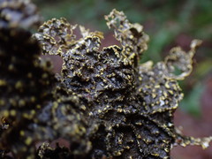 Pseudocyphellaria citrina