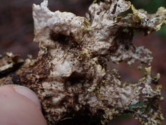 Pseudocyphellaria citrina