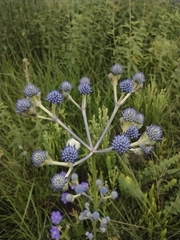 Eryngium junceum