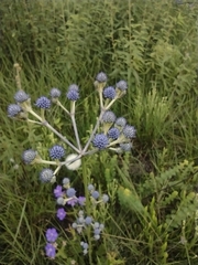 Eryngium junceum