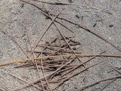 Dorymyrmex antillanus