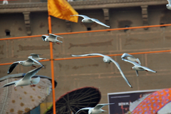 Chroicocephalus ridibundus