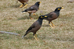Acridotheres tristis