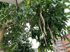 Radermachera hainanensis