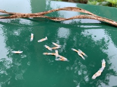 Radermachera hainanensis