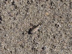 Cylindera suturalis
