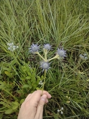 Eryngium junceum
