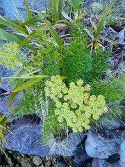 Anisotome lyallii