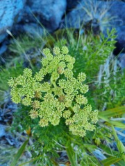 Anisotome lyallii