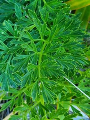 Anisotome lyallii