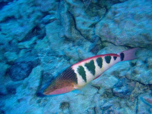 Pseudolabrus semifasciatus