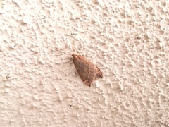 Lepidoptera