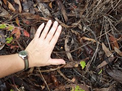 Marasmius bambusiniformis