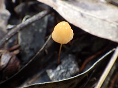 Marasmius bambusiniformis
