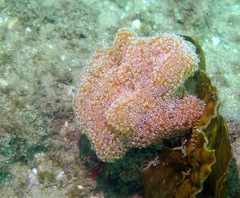 Aplidium benhami