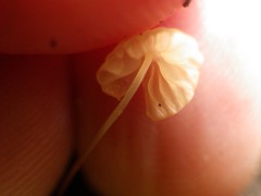Marasmius bambusiniformis