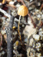 Marasmius bambusiniformis