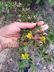 Larrea divaricata