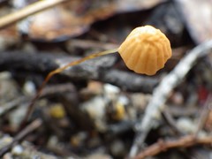 Marasmius bambusiniformis