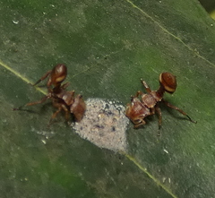 Cephalotes umbraculatus