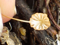 Marasmius bambusiniformis