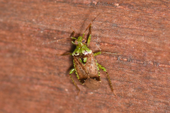 Calocorisca