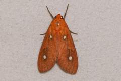 Hyperthaema orbicularis