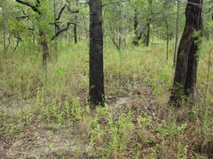 Marasmius bambusiniformis