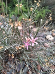 Hyalis argentea