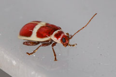 Asphaera discicollis