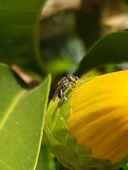 Nannotrigona testaceicornis